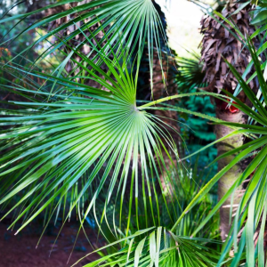 Palma konopná (Trachycarpus wagnerianus) – výška 90-130 cm, výška kmeňa 20-30 cm, kont. C30L (-19°C)